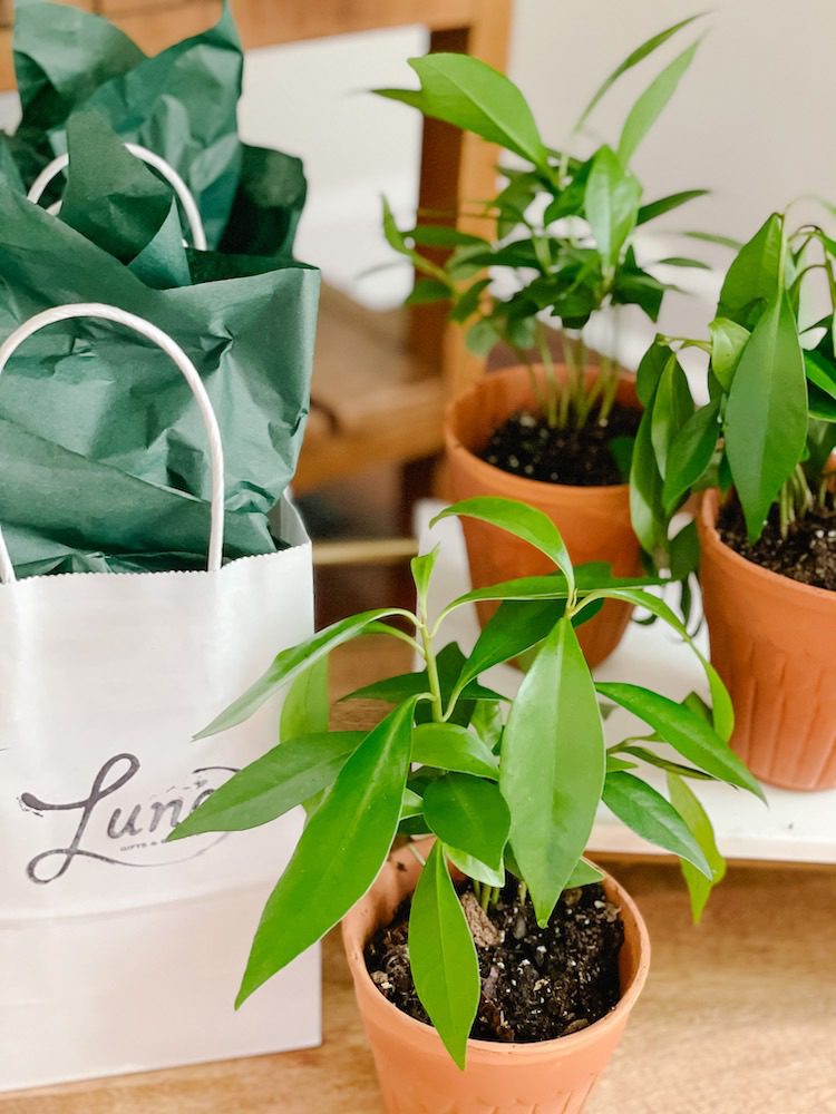 boho party favors