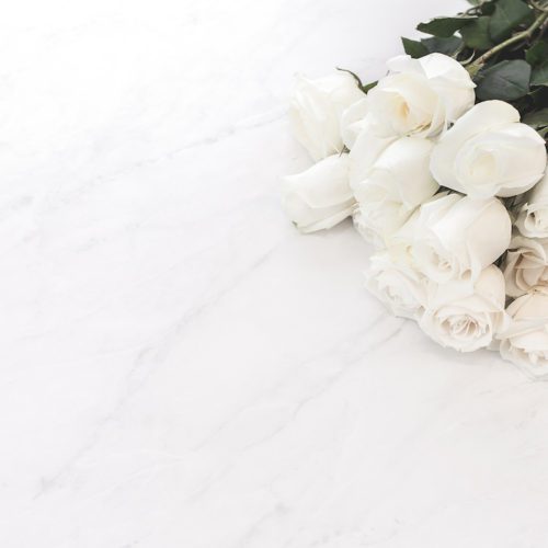 white roses for Valentine's Day celebration